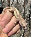 Frappucino Crested Gecko Juvenile