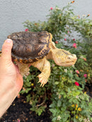 Hypomelanistic Common Snapping Turtle 2024