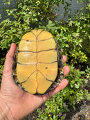 Franco-Italian Pond Turtle Adult Female