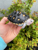 Ornate Diamondback Terrapin Female