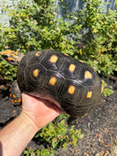 Red Foot Tortoise Adult Male