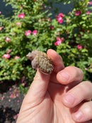 Albino Florida Snapping Turtle 2026