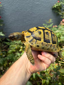 Eastern Hermann's Tortoise Adult Female