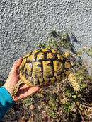 Eastern Hermann's Tortoise Adult Female