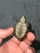 Concentric X Northern  Diamondback Terrapin 2023 Cross