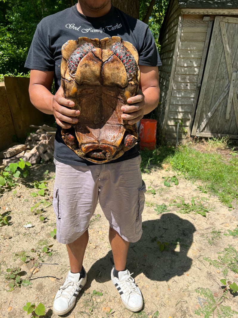 Suriname Red Foot Tortoise Adult Pair 7 XXL (Chelonoidis carbonaria)