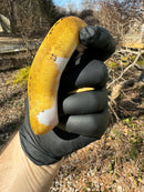 Pastel Pinstripe Low White Pied Ball Python Female