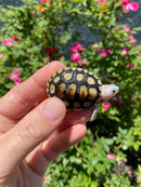 Ornate Diamondback Terrapin Female