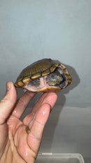 Razor backed Musk Turtle CB Adults (Sternotherus carinatus)