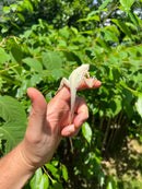 Snow Green Iguana 2024