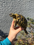 Eastern Hermann's Tortoise Adult Female