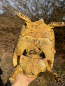 Libyan Greek Tortoise Adult Female