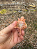 Baby Albino Common Snapping Turtle Male