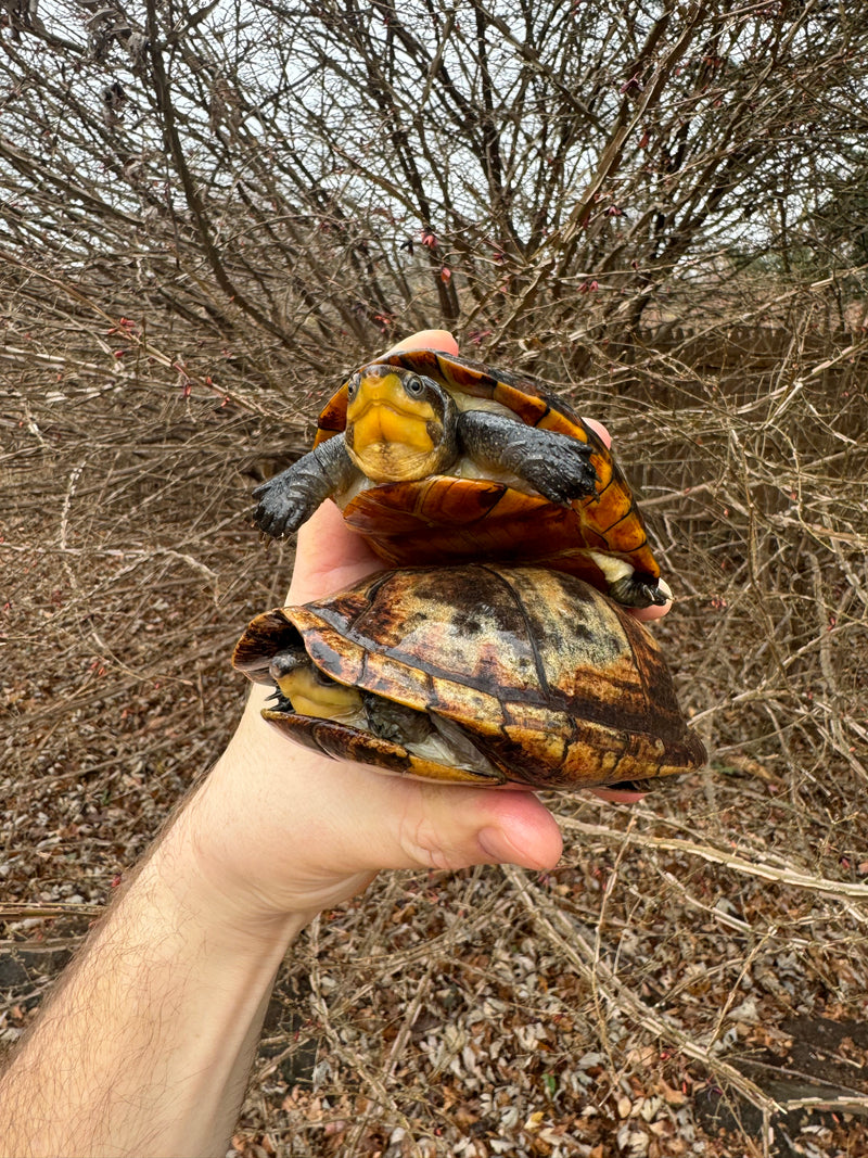 White Lipped Mud Turtle Adult Pair