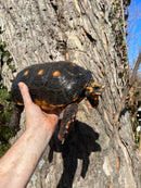 Barbados Red Foot Tortoise Adult Pair