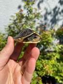 HI YELLOW Florida Box Turtle