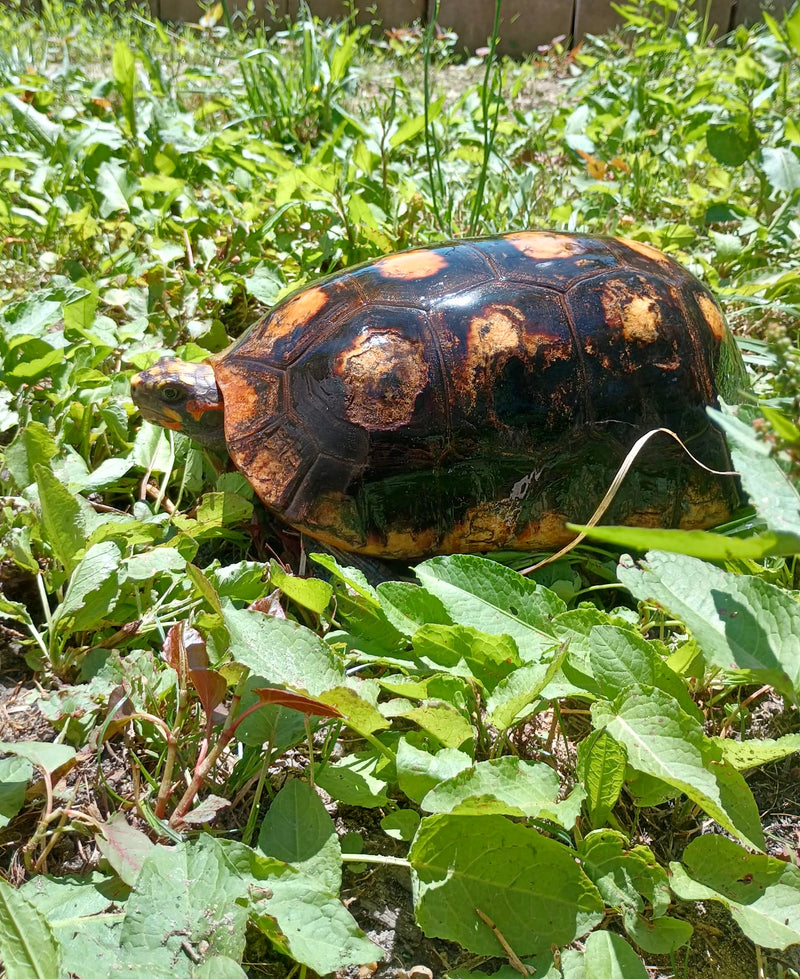 Suriname Red Foot Tortoise Adult Pair 7 XXL (Chelonoidis carbonaria)