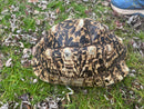 South African Giant Leopard Tortoise Adult Female