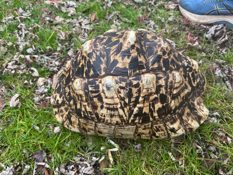 South African Giant Leopard Tortoise Adult Female