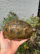 Mesopotamian Greek Tortoise Adult Female