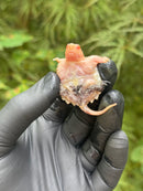 Paradox Albino Common Snapping Turtle 2025