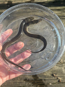 Lesser Dwarf Siren (Siren intermedia)