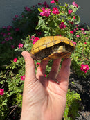 Yellow Mud Turtle Adult Female