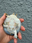 Smooth Softshell Turtle Baby Female