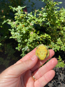Mitch Clown Red Eared Slider Turtle