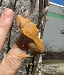 Frappucino Crested Gecko Juvenile