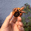 Vietnamese Three-striped Box Turtle