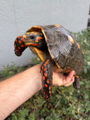 Red Foot Tortoise Adult Male