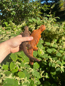 Super Red Niger Uromastyx Adult Pair