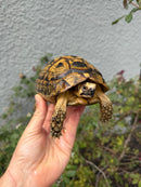 Mesopotamian Greek Tortoise Adult Male