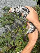 Blue Tegu Adult Female Breeder