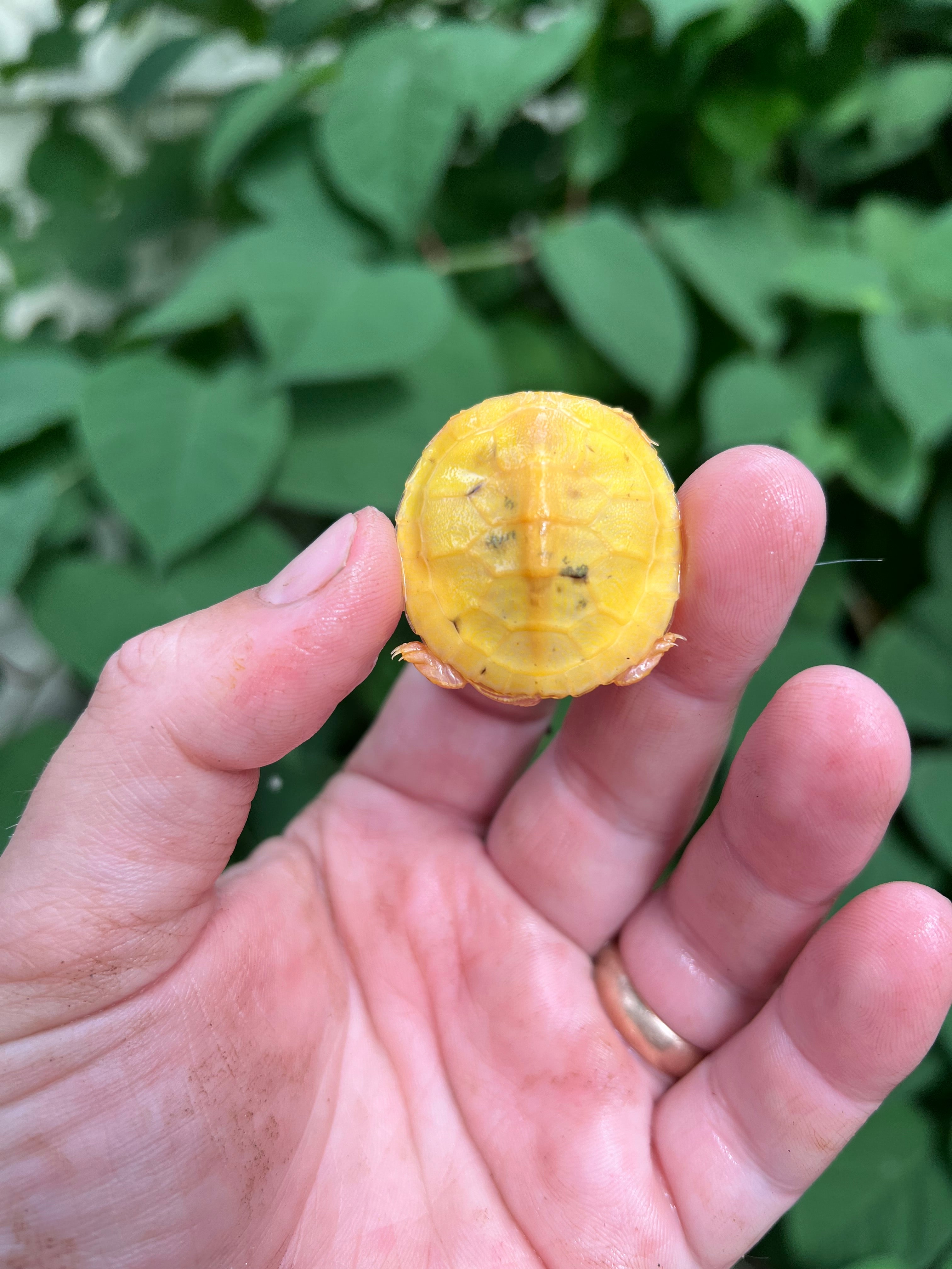 Paradox Albino Red Eared Slider Turtles For Sale | American Reptile ...