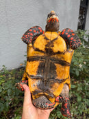 Red Foot Tortoise Adult Male