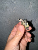Hi White Concentric Diamondback Terrapin 2024