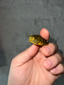 Pastel Clown Red Eared Slider Turtle 2023