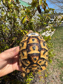 Libyan Greek Tortoise Adult Female