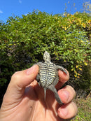 Hi White Concentric Diamondback Terrapin 2025