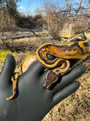 Fire Low White Pied Ball Python Female