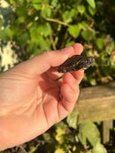 Keeled Box Turtle Baby