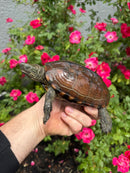 Reeves Turtles Adult Female