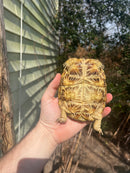 HI White Pancake Tortoise Adult Female