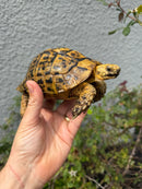 Mesopotamian Greek Tortoise Adult Male
