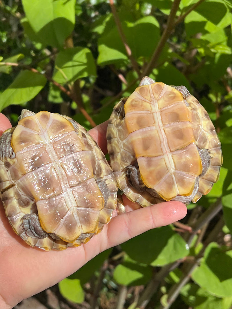 Hypo Translucent Red Eared Slider Turtle (3.5-5inch)  (Trachemys elegans)