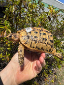 Libyan Greek Tortoise Adult Male