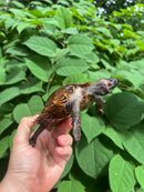 Spiny Hill Turtle CB 2023