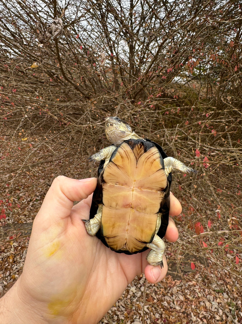 African Dwarf Mud Turtle Adult Female